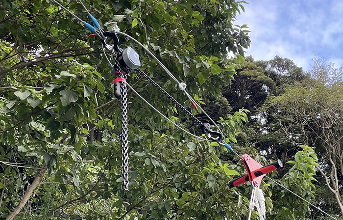attractions_tree_zipline_whist